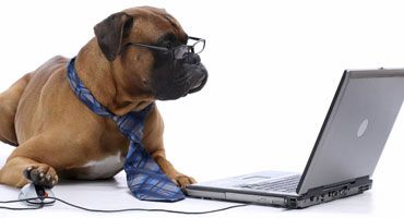 CPA Trained Bookkeepers CPA trained professional bookkeepers who know the Pet Shop Industry and can manage your books efficiently from our offices using the latest technology!